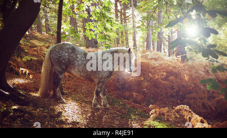 Highland Pony in Autumnal woodland walking down a hill backlit with bracken and pine trees Stock Photo
