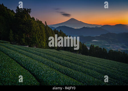 Mt. Fuji with green tea field at sunrise in Shizuoka, Japan. Stock Photo