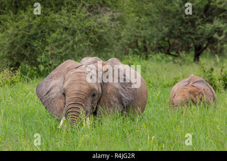 Mother and baby african elephants walking in savannah in the Tarangire National Park, Tanzania Stock Photo