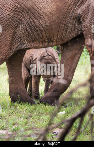 Baby Afrfican Elephant Calf between the legs of its mother and minders Stock Photo