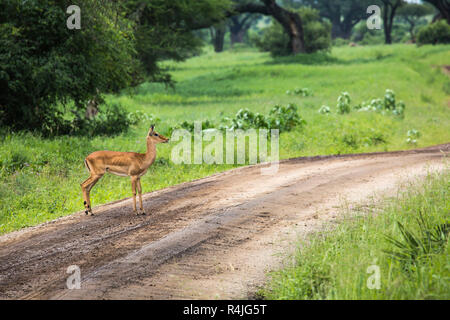 Female impala with young impala. Tarangire National Park - Wildlife Reserve in Tanzania, Africa Stock Photo