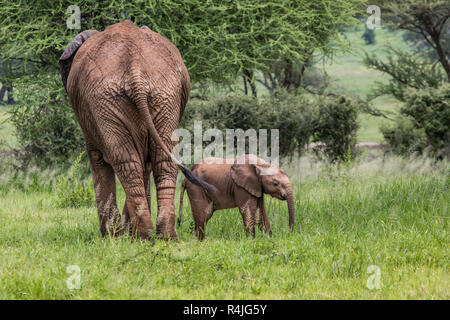 Mother and baby african elephants walking in savannah in the Tarangire National Park, Tanzania Stock Photo