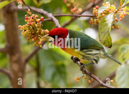 Red-headed Barbet (Eubucco bourcierii) eating berries Stock Photo