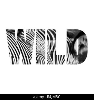 Word WILD zebre portrait Stock Photo