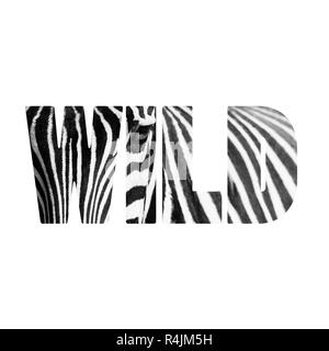 Word WILD zebre portrait Stock Photo