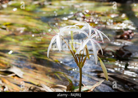 Rare Crinum thaianum or water lily or Water onion Stock Photo