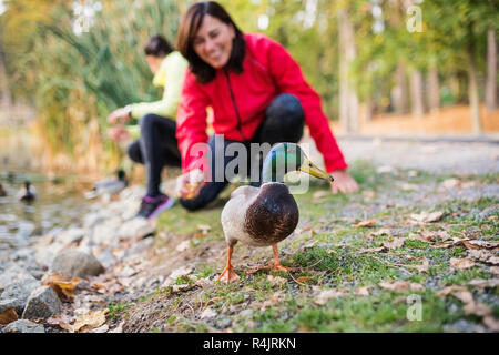 Female runners by the lake outdoors in park in nature, feeding ducks. Stock Photo