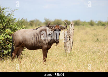 Wildebeest (Connochaetes) Stock Photo