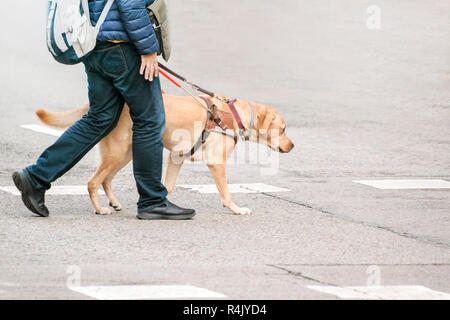 Blind man with a guide dog walking through a pedestrian cross in the city. Empty copy space for Editor's text. Stock Photo