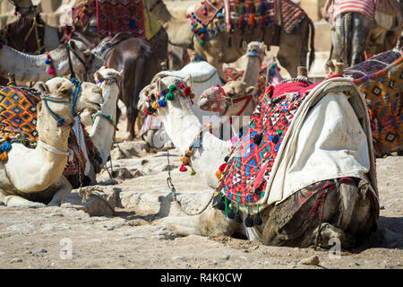 Bedouin camels rest near the Pyramids, Cairo, Egypt Stock Photo