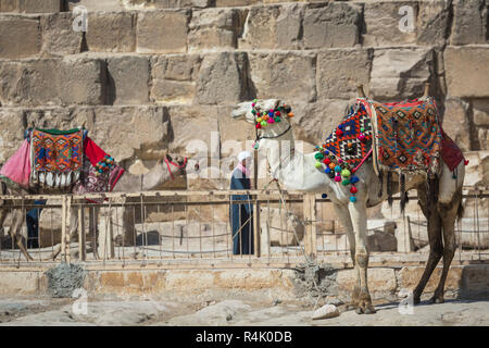 Bedouin camels rest near the Pyramids, Cairo, Egypt Stock Photo