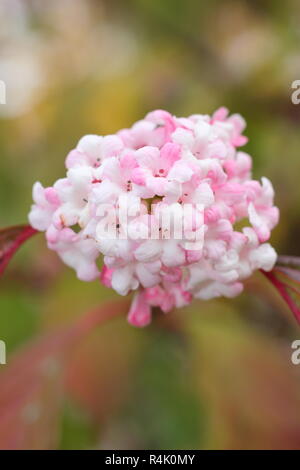 Viburnum × bodnantense 'Dawn' blossom in a winter garden, UK Stock Photo