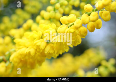 Mahonia × media 'Lionel Fortescue'.  Scented yellow flowers of Mahonia Lionel Fortescue, in a late autumn, early winter garden,UK. Stock Photo