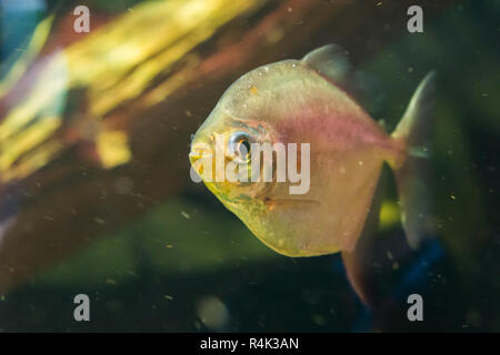 a glittery silver dollar fish in closeup, a popular aquarium pet from south America. Stock Photo