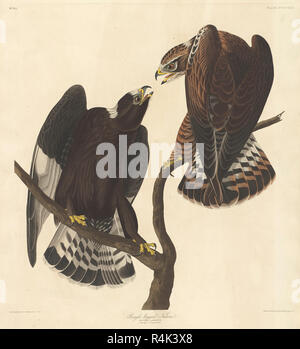 Rough-legged Falcon. Dated: 1838. Medium: hand-colored etching and aquatint on Whatman paper. Museum: National Gallery of Art, Washington DC. Author: Robert Havell after John James Audubon. Stock Photo