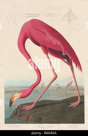 American Flamingo. Dated: 1838. Dimensions: image: 87.63 × 58.58 cm (34 1/2 × 23 1/16 in.)  plate: 97 x 65 cm (38 3/16 x 25 9/16 in.)  sheet: 101.3 x 68.3 cm (39 7/8 x 26 7/8 in.). Medium: hand-colored engraving and aquatint on Whatman wove paper. Museum: National Gallery of Art, Washington DC. Author: Robert Havell after John James Audubon. Stock Photo