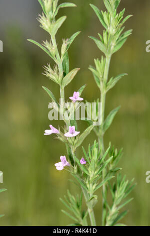 Summer Savory - Satureja hortensis Stock Photo