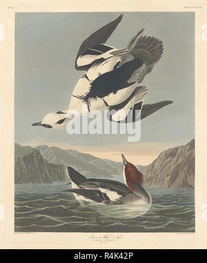 Smew or White Nun. Dated: 1836. Medium: hand-colored etching and aquatint on Whatman paper. Museum: National Gallery of Art, Washington DC. Author: Robert Havell after John James Audubon. AUDUBON, JOHN JAMES. Stock Photo