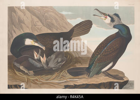 Common Cormorant. Dated: 1835. Medium: hand-colored etching and aquatint on Whatman paper. Museum: National Gallery of Art, Washington DC. Author: Robert Havell after John James Audubon. AUDUBON, JOHN JAMES. Stock Photo