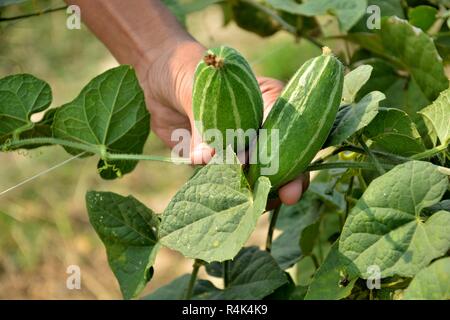 A hand showing pointed gourd or Trichosanthes dioica vegetable from a plant in the field with a lot of green leaves and the soil. Stock Photo