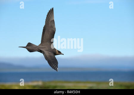 Arctic Skua - Stercorarius parasiticus dark phase adult Stock Photo