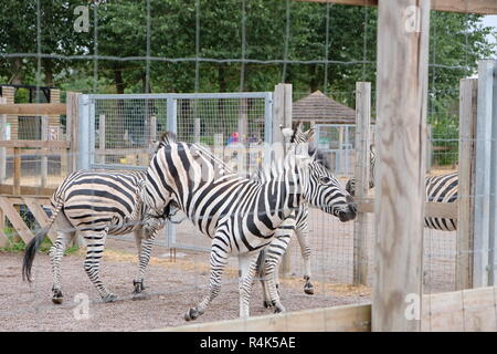 Zebras at Twycross Zoo Stock Photo