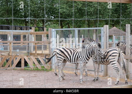 Zebras at Twycross Zoo Stock Photo