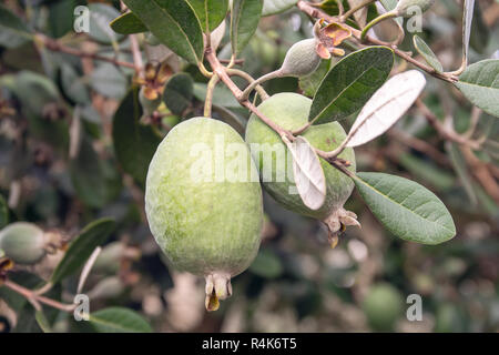 Feijoa fresh fruit on tree growing. Acca sellowiana. Tropical fruit Stock Photo