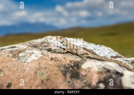 Lizard in road to Mount Roraima - Venezuela, Latin America Stock Photo