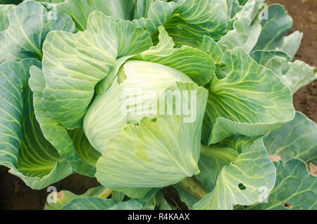 worm - pest of cabbage. disease of vegetables in the field. enemy farmer - caterpillar. farming, agriculture. close up Stock Photo