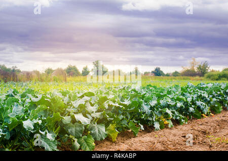 broccoli growing in the field. fresh organic vegetables agriculture farming. farmland Stock Photo