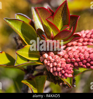 A very rare endemic plants on the plateau of Roraima - Venezuela Stock Photo