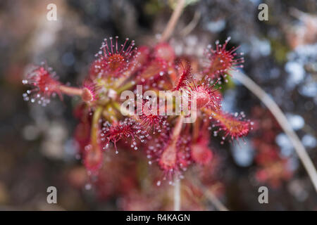 Drocera anglica flower close up.