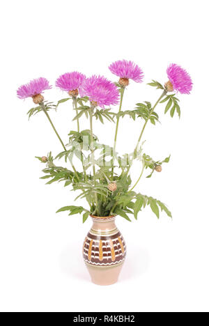 Flowers of centaurea dealbata isolated on a white, close up Stock Photo