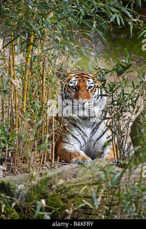 Tiger hiding in bamboo Stock Photo - Alamy