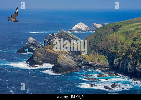 Great skua in flight and spectacular coastline with sea stacks and cliffs, home to breeding sea birds at Hermaness, Unst, Shetland Islands, Scotland Stock Photo