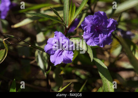 wÃ¼stenpetunie (ruellia brittaniana,ruellia malacosperma,ruellia tweediana) Stock Photo