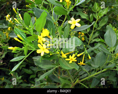 scented jasmine (jasminum odoratissimum) Stock Photo