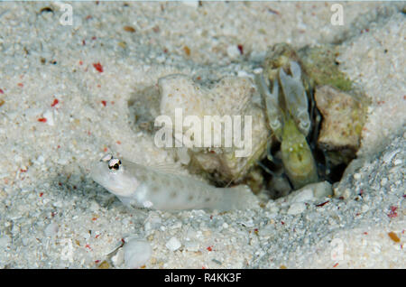 Fierce Shrimpgoby, Ctenogobiops feroculus, with Snapping Shrimp, Alpheus sp, by hole, Nyata North Wall dive site, off Nyata Is., near Alor, Indonesia Stock Photo
