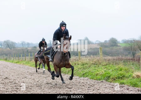 Two horses from Peter Bowen's stables in Pembrokeshire, Wales on the gallops Stock Photo