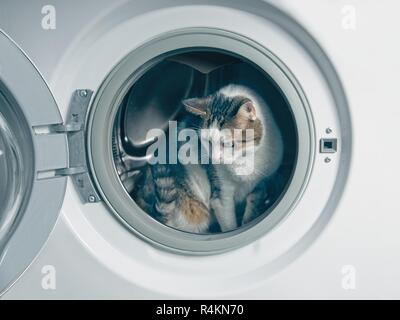 Cute tabby cat hiding in the washing machine. Stock Photo