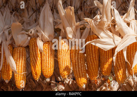 bunches of vivid organic natural dried uncooked ripe golden yellow corns on wooden stick Stock Photo