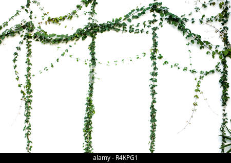 Green Ivy plant isolated on white background Stock Photo - Alamy