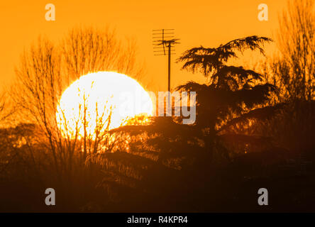 Large sun disappearing behind trees during an Autumn sunset in West Sussex, England, UK. Stock Photo