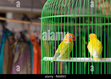 Colorful cages for sale at the bird market in Yogyakarta, Java, Indonesia. Stock Photo