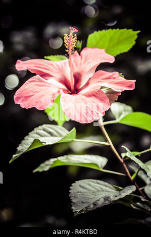 Hibiscus flower over blurred background Stock Photo