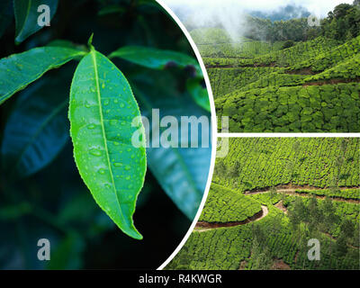 Collage of  tea plantations in Munnar ( India ) images - travel background (my photos) Stock Photo