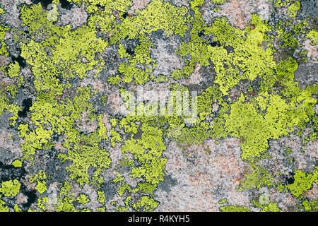 green lichen textrure on grey stone background Stock Photo