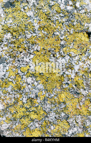 yellow lichen textrure on grey stone background vertical Stock Photo