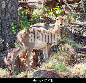 A female Mountain Reedbuck in Southern Africa Stock Photo